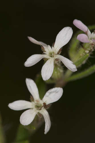 Silene gallica #3